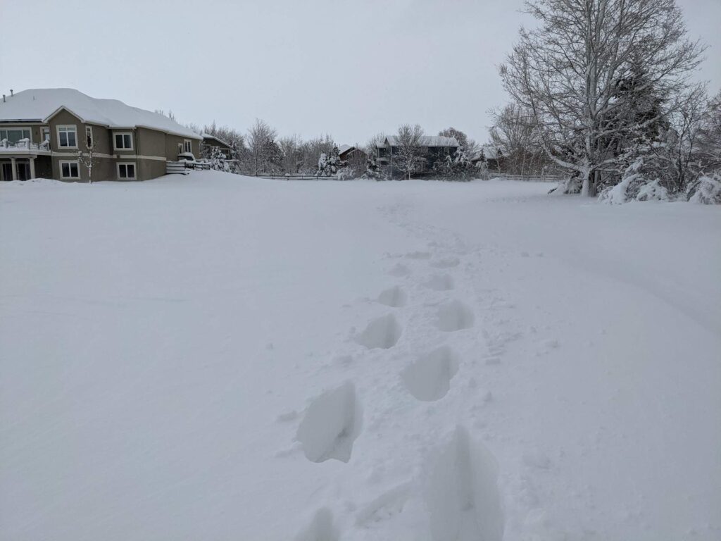 snowpocalypse-mar-2021-007